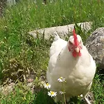Des Pommiers